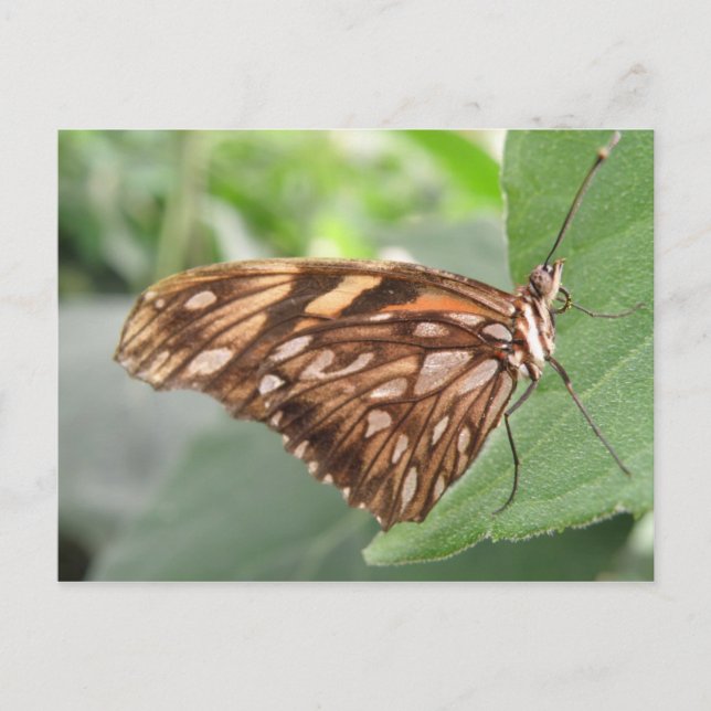 Pretty Brown Butterfly Postcard (Front)