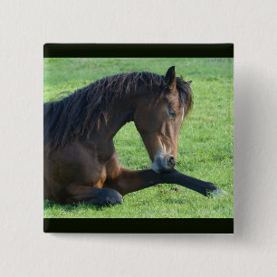 Pretty Brown Horse Laying in the Grass 15 Cm Square Badge