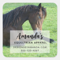 Pretty Brown Horse Laying in the Grass Business