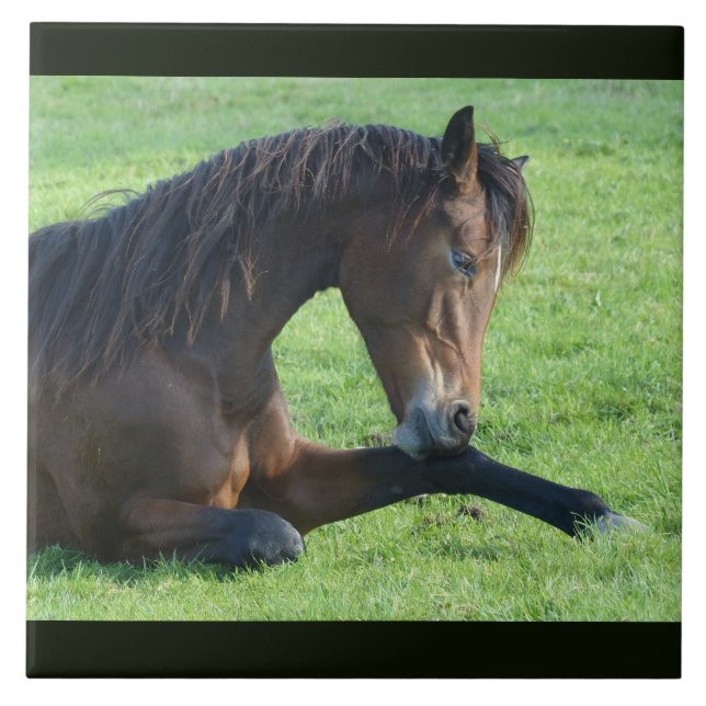 Pretty Brown Horse Laying in the Grass Ceramic Tile (Front)