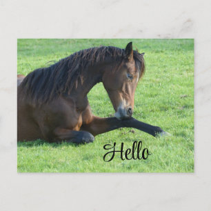 Pretty Brown Horse Laying in the Grass Holiday Postcard