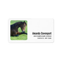 Pretty Brown Horse Laying in the Grass