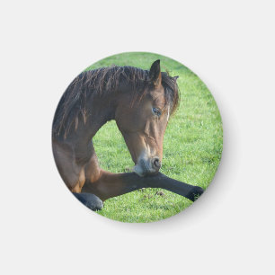 Pretty Brown Horse Laying in the Grass Magnet