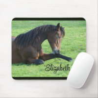 Pretty Brown Horse Laying in the Grass