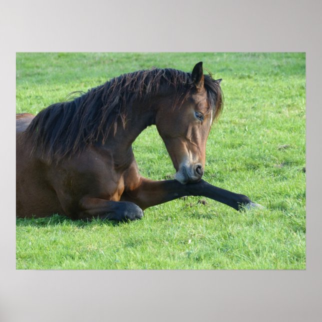 Pretty Brown Horse Laying in the Grass Poster (Front)