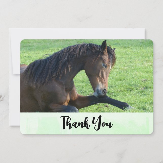 Pretty Brown Horse Laying in the Grass Thank You Card (Front)
