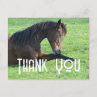 Pretty Brown Horse Laying in the Grass Thank You