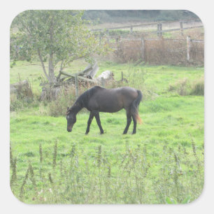 Pretty Brown Horse out at Pasture Farm Stickers