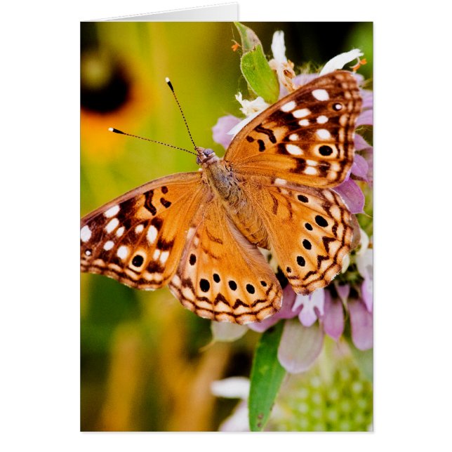 Pretty Butterfly (Front)