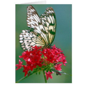 Pretty Butterfly on a Pretty Flower