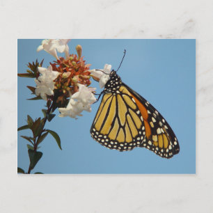 Pretty Butterfly on Flowers Postcard