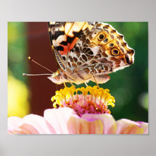 Pretty Butterfly on Pink Zinnia Nature Photography Poster