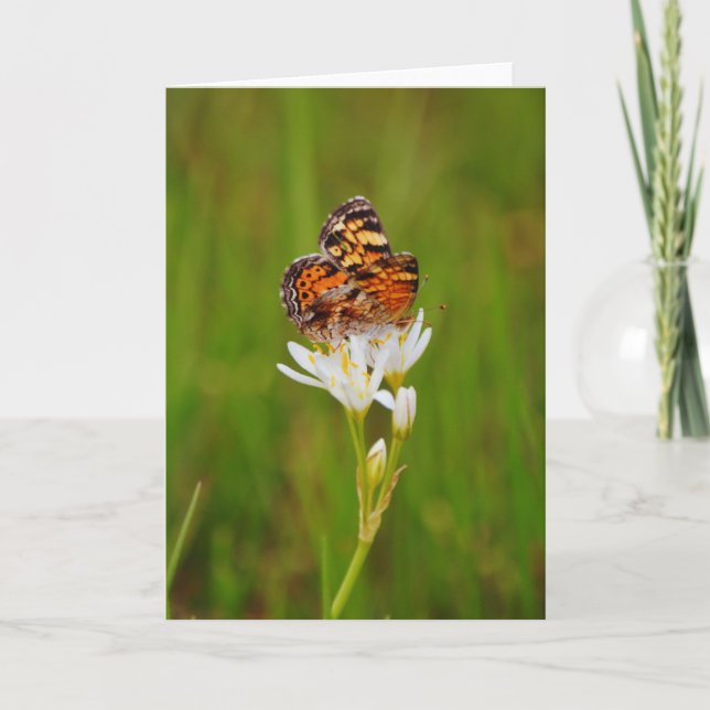 Pretty Butterfly on White Wildflowers Card (Front)