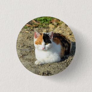 Pretty Calico Cat Photo 3 Cm Round Badge