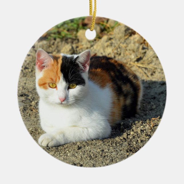 Pretty Calico Cat Photo Ceramic Ornament (Front)