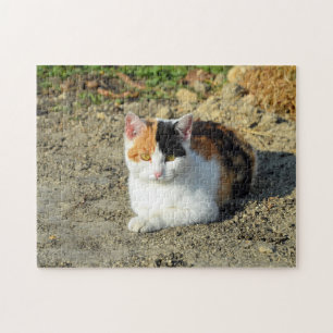 Pretty Calico Cat Photo Jigsaw Puzzle