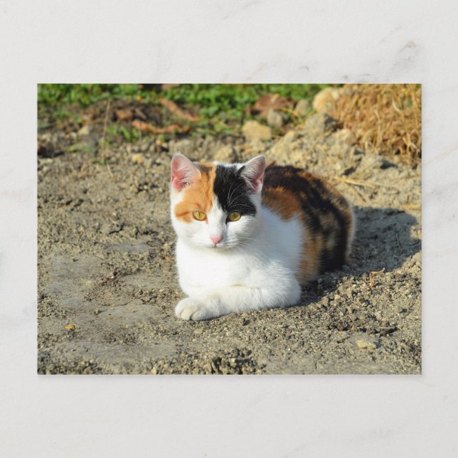Pretty Calico Cat Photo Postcard (Front)