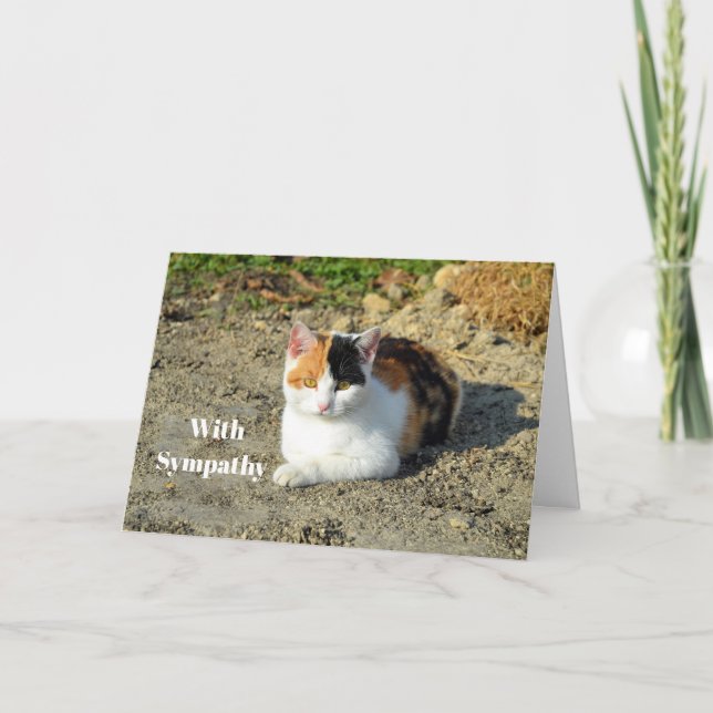 Pretty Calico Cat Photo Sympathy Card (Front)