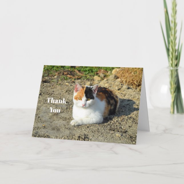 Pretty Calico Cat Photo Thank You Card (Front)