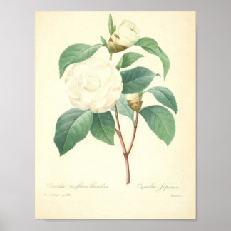 Pretty Camellia by Redoute Poster