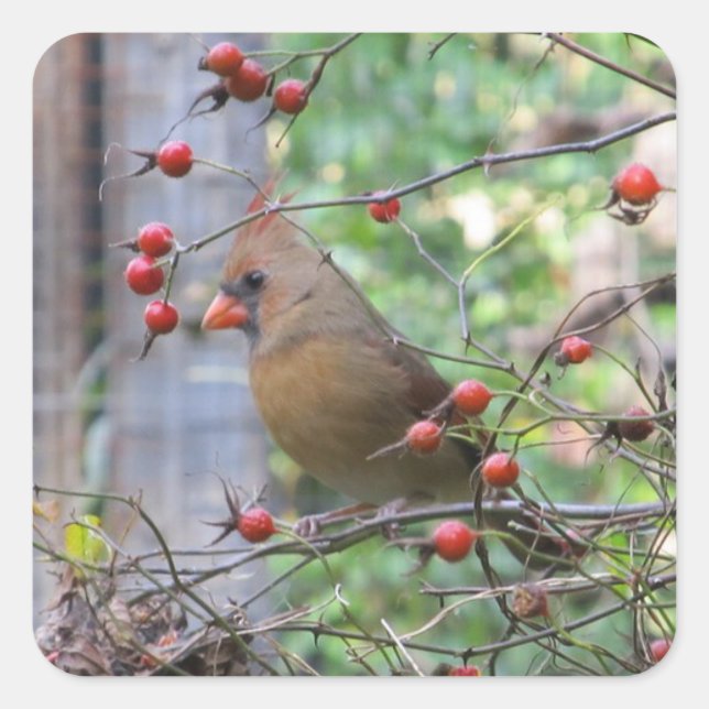 Pretty Cardinal in Berry Branches Winter Square Sticker (Front)