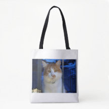 pretty cat