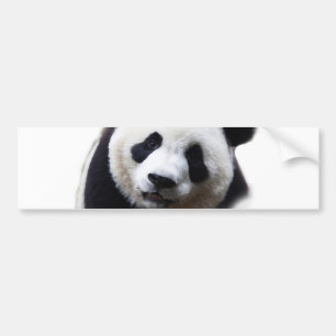 Pretty Close-up Panda Artwork Bumper Sticker