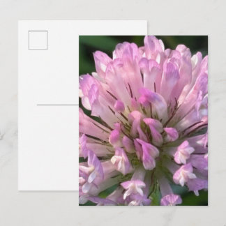 Pretty Clover Flower Postcard