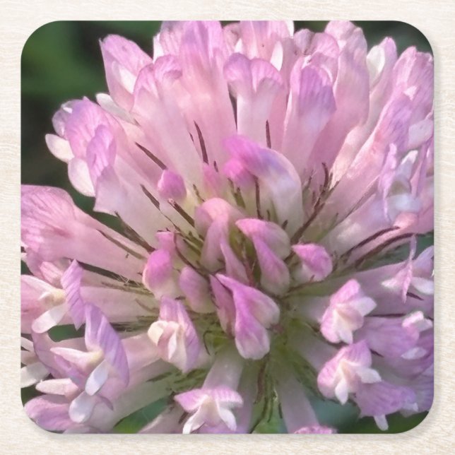 Pretty Clover Flower  Square Paper Coaster (Front)
