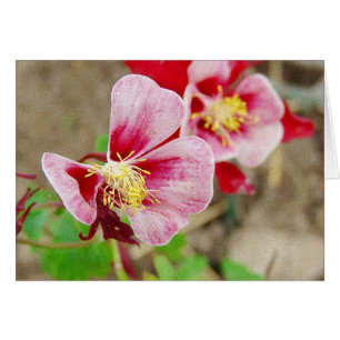 Pretty Columbine Flower All Occasions