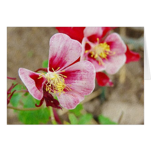 Pretty Columbine Flower All Occasions (Front Horizontal)