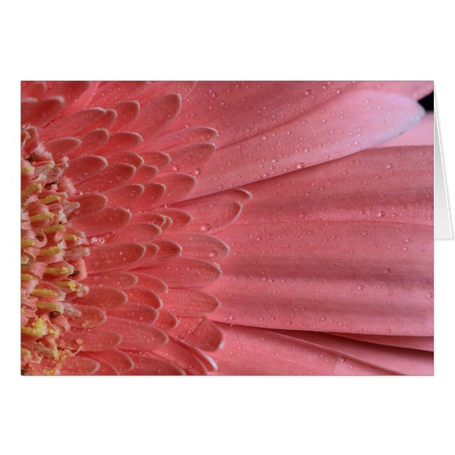 Pretty Coral Pink Gerbera Daisy (Front Horizontal)