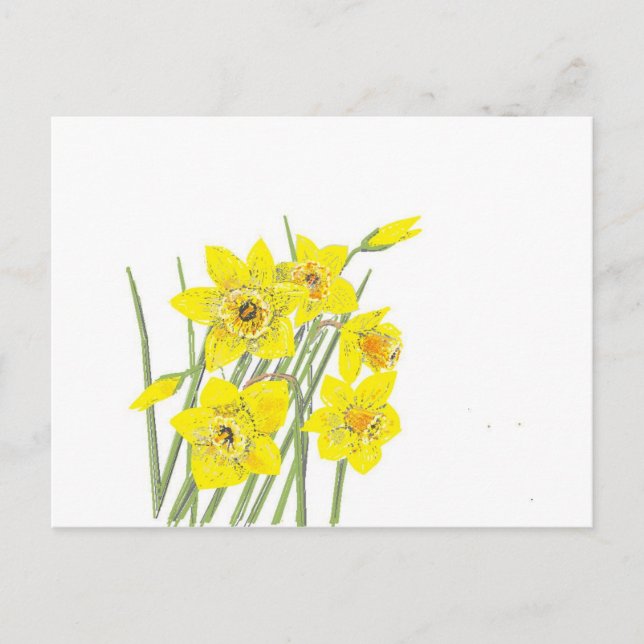 Pretty Daffodils Postcard (Front)