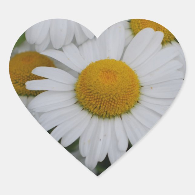 Pretty Daisies Heart Sticker (Front)