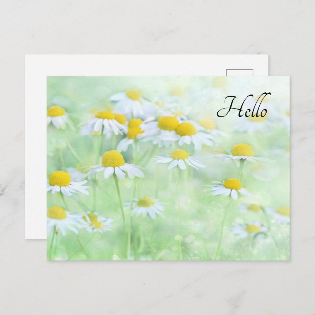 Pretty Daisies in a Field Photograph Postcard (Front/Back)
