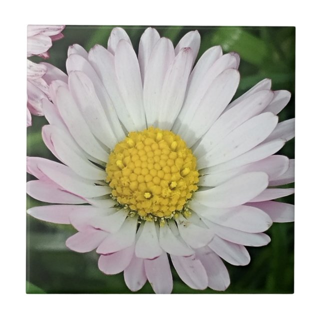 Pretty daisy ceramic tile (Front)