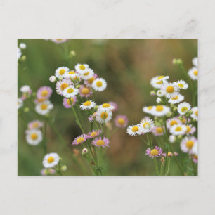 Pretty Daisy Postcard