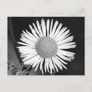 Pretty Daisy Postcard