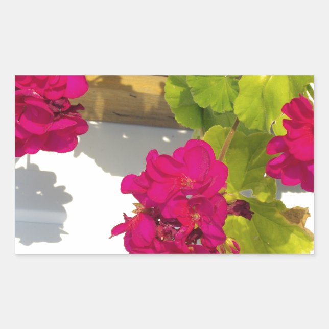 Pretty dark Pink floral flower Geranium Rectangular Sticker (Front)