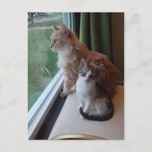 Pretty day in window postcard