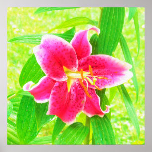 Pretty Deep Pink Stargazer Lily on Lime Green Poster