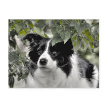 Pretty Dog in Green Leafy Woodland