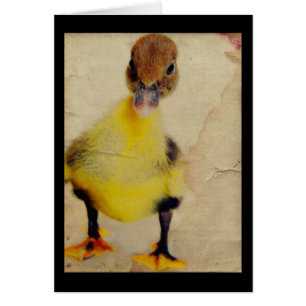 Pretty Duckling