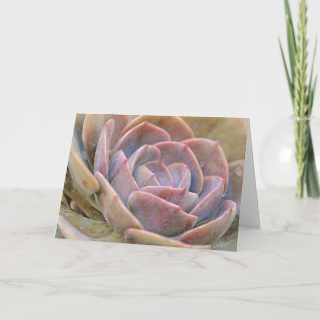 Pretty Echeveria Cactus Succulent Art Note Card (Front)