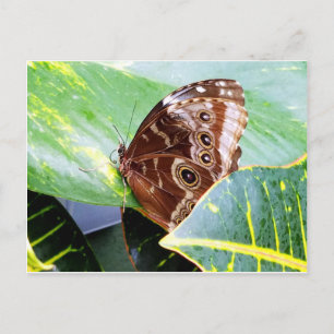pretty eye butterfly moth brown tan picture bug postcard