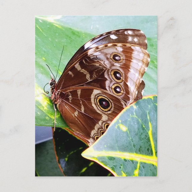 pretty eye butterfly moth brown tan picture bug postcard (Front)