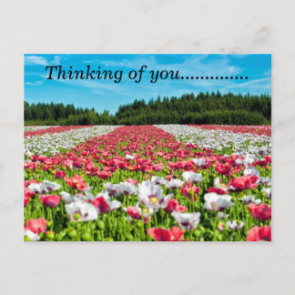 Pretty Field Of Flowers Postcard
