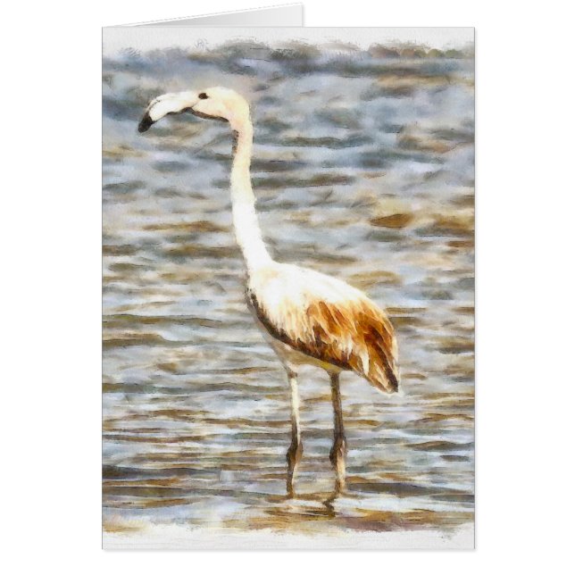Pretty Flamingo Fledgling Watercolor (Front)