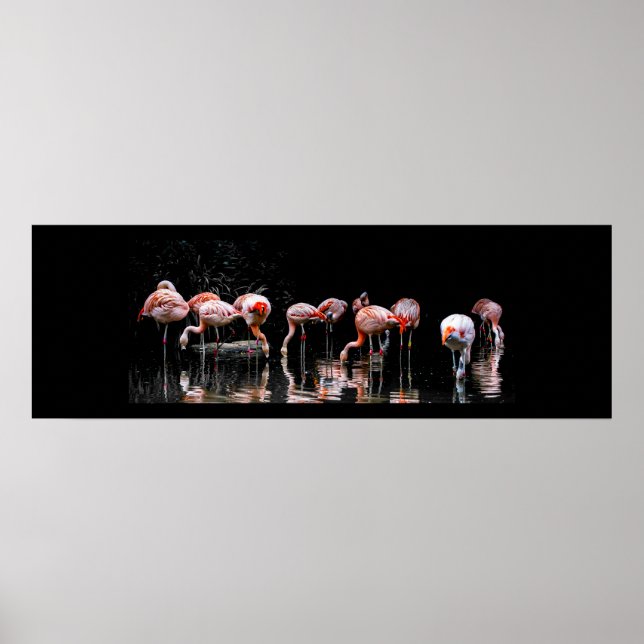 Pretty Flamingo Poster (Front)