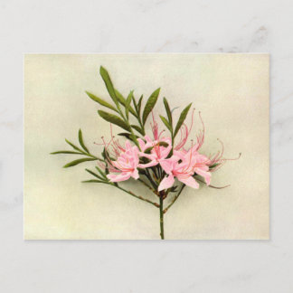 Pretty Flowers Postcard